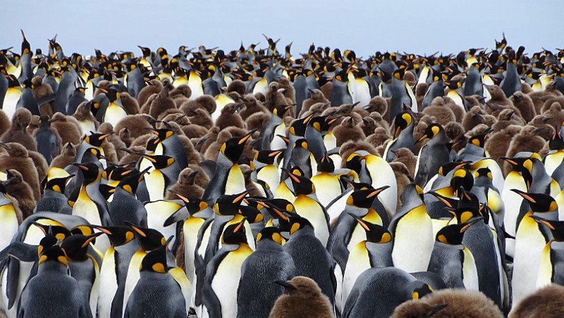 KiraGerber Sailsbury plain penguins 2.jpg