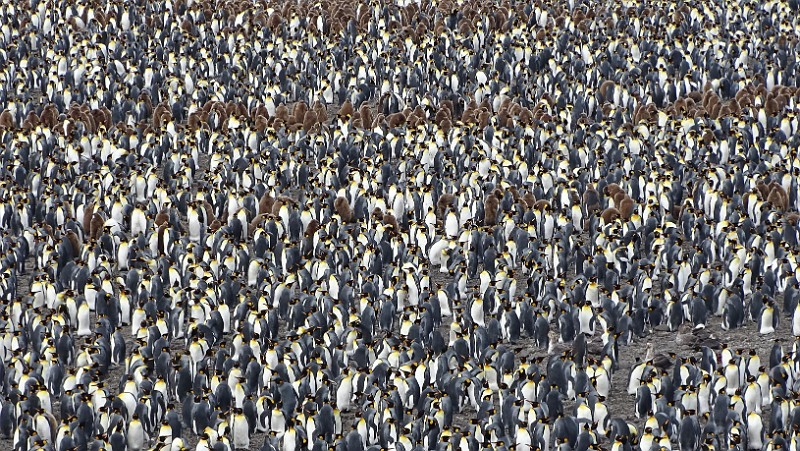 KiraGerber Sailsbury plain penguins.jpg