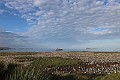 Karin Beebe Salisbury Plain 1