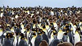 KiraGerber Sailsbury plain penguins 2