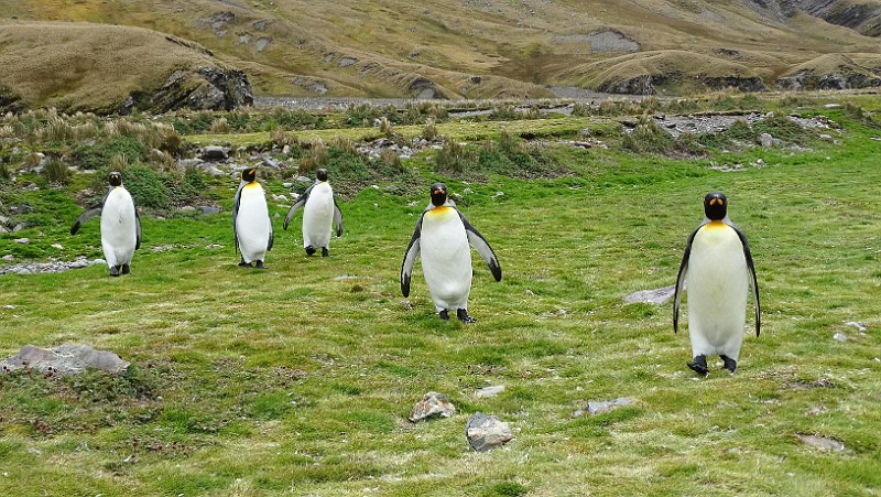 KiraGerber Fortuna Bay penguin posse.jpg