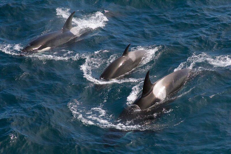 _MG_5483killerwhales.jpg