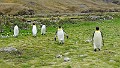 KiraGerber Fortuna Bay penguin posse