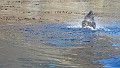 KiraGerber Stromness seal wet dog pose