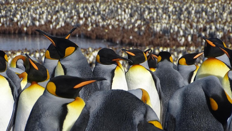 KiraGerber St Andrews penguins.jpg