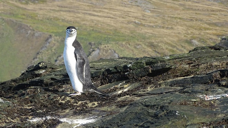 KiraGerber zodiacing St Andrews Chinstrap penguin.jpg