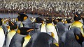 KiraGerber St Andrews penguins