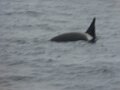Day 13 - Dec 06 - Elephant Island