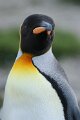 Day 9 - Dec 2 - Grytviken and St. Andrews Bay